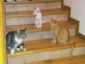 2018_09_30 Katzen Kroatien 25