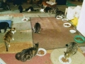 2018_09_30 Katzen Kroatien 28