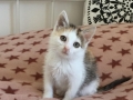 2018_10_05 Katze AC 6