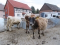 2018_11_01 Besuch Wilde Hilde 16