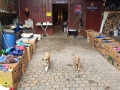 2018_11_24 Tierschutzflohmarkt 01