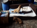 2018_11_24 Tierschutzflohmarkt 09