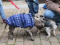 2018_11_24 Tierschutzflohmarkt 11