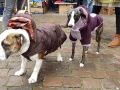 2018_11_24 Tierschutzflohmarkt 38