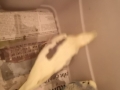 2019_01_12 Bellheim Vögel 02