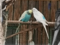 2019_01_12 Bellheim Vögel 04