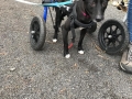 2019_01_28 Alsfeld Rolli-Hunde 2