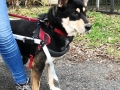 2019_01_28 Alsfeld Rolli-Hunde 3