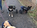 2019_01_28 Alsfeld Rolli-Hunde 4