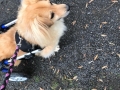 2019_01_28 Alsfeld Rolli-Hunde 5