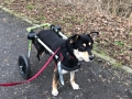 2019_01_28 Alsfeld Rolli-Hunde 6
