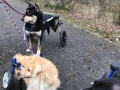 2019_01_28 Alsfeld Rolli-Hunde 7