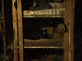 2019_01_31 Ettenheim rettet Schlachtkaninchen 01