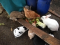2019_01_31 Ettenheim rettet Schlachtkaninchen 02