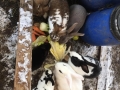 2019_01_31 Ettenheim rettet Schlachtkaninchen 06