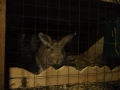 2019_01_31 Ettenheim rettet Schlachtkaninchen 08