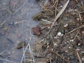 2019_03_04 Südpfalz 1. Kröten 22