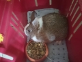 2019_04_07-Etteheim-Kaninchen-02