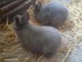 2019_04_07-Etteheim-Kaninchen-04
