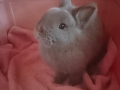 2019_04_07-Etteheim-Kaninchen-06