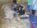 2019_04_13-Glarnerland-Bauernhofaktion-06