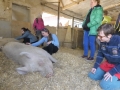 2019_04_13-Glarnerland-Bauernhofaktion-07