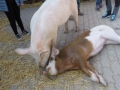 2019_04_13-Glarnerland-Bauernhofaktion-10