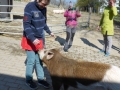 2019_04_13-Glarnerland-Bauernhofaktion-11