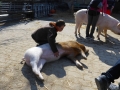 2019_04_13-Glarnerland-Bauernhofaktion-14