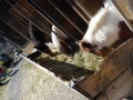 2019_04_13-Glarnerland-Bauernhofaktion-15
