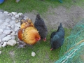 2019_04_13-Glarnerland-Bauernhofaktion-22