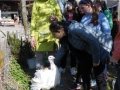 2019_04_13-Glarnerland-Bauernhofaktion-23