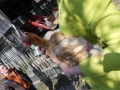 2019_04_13-Glarnerland-Bauernhofaktion-24