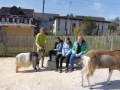 2019_04_13-Glarnerland-Bauernhofaktion-32