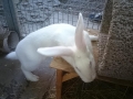2019_06_14-Ettenheim-Laborkaninchen-02