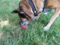 2019_06_30-Begegnungsstätte-Mensch-Hund-16