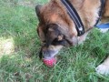 2019_06_30-Begegnungsstätte-Mensch-Hund-17