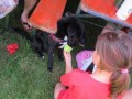 2019_06_30-Begegnungsstätte-Mensch-Hund-24