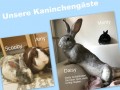 2019_07_22-Nürnberg-Kaninchen-06