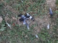 2019_07_31-Ringeltaube-Spitzmaus-03