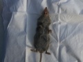 2019_07_31-Ringeltaube-Spitzmaus-04