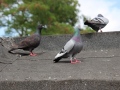 2019_08_05-Gnadenhof-Worms-37