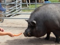 2019_08_05-Gnadenhof-Worms-56