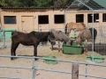 2019_08_05-Gnadenhof-Worms-62