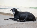 2019_08_06-TierArt-Maßweiler-05