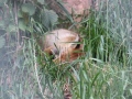 2019_08_06-TierArt-Maßweiler-06