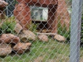 2019_08_06-TierArt-Maßweiler-09