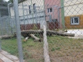 2019_08_06-TierArt-Maßweiler-14
