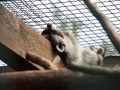 2019_08_06-TierArt-Maßweiler-31