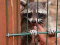 2019_08_06-TierArt-Maßweiler-32